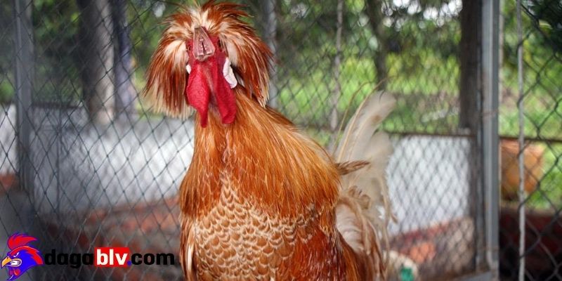 Gà Ba Lan - Giống gà mang lại giá trị kinh tế vô cùng cao 5 Gà Ba Lan - Giống gà mang lại giá trị kinh tế vô cùng cao Giá trị kinh tế của Gà Kiểng Ba Lan