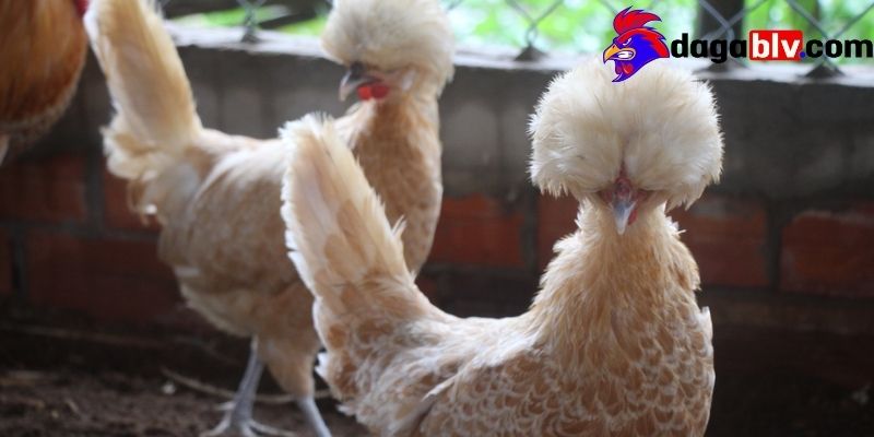 Gà Ba Lan - Giống gà mang lại giá trị kinh tế vô cùng cao 3 Gà Ba Lan - Giống gà mang lại giá trị kinh tế vô cùng cao Các giống Gà Ba Lan hiện nay được nuôi nhiều