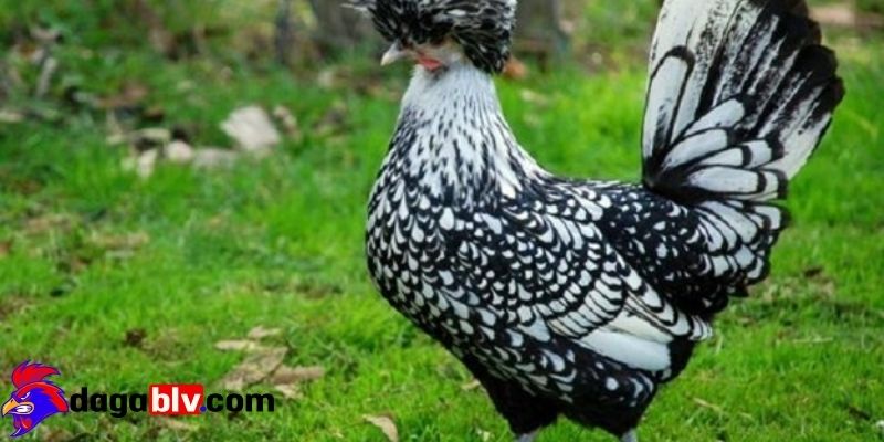 Lợi ích khi nuôi Gà Ba Lan