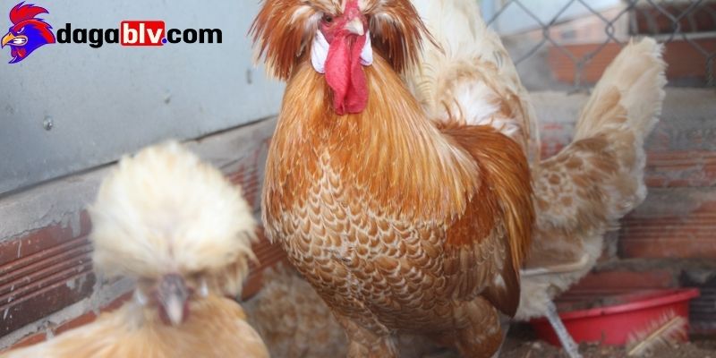 Gà Ba Lan - Giống gà mang lại giá trị kinh tế vô cùng cao 2 Gà Ba Lan - Giống gà mang lại giá trị kinh tế vô cùng cao Đặc điểm nổi bật của Gà Ba Lan