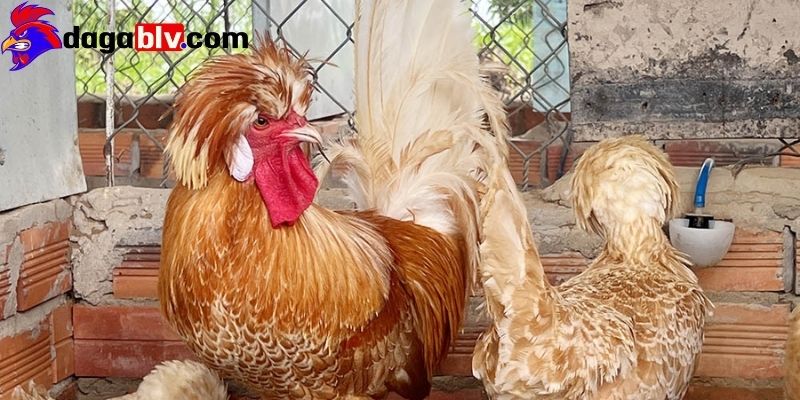 Gà Ba Lan - Giống gà mang lại giá trị kinh tế vô cùng cao 1 Gà Ba Lan - Giống gà mang lại giá trị kinh tế vô cùng cao Tổng quan về giống Gà Ba Lan