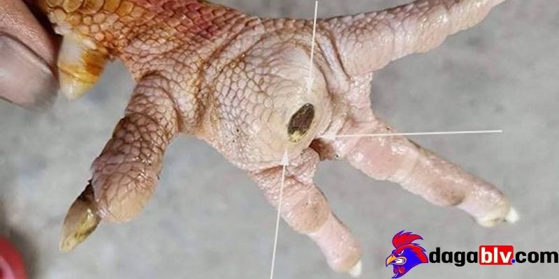 Gà bị ké chậu có phải là bệnh nguy hiểm hay không?
