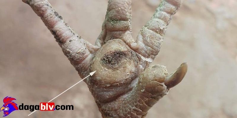 Gà bị ké chậu được hiểu là gì?