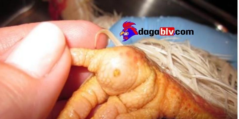 Cách điều trị gà bị ké chậu theo phương pháp tiểu phẫu