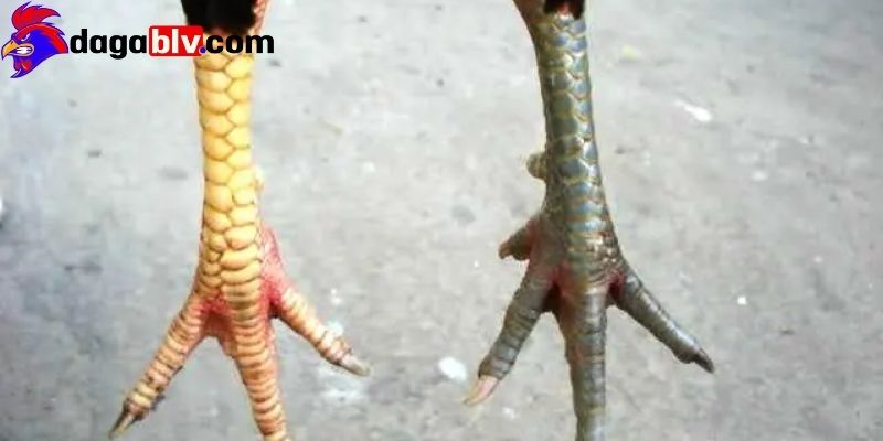 Gà chân lông vảy loạn có dễ nuôi, dễ chăm sóc hay không? 4 Gà chân lông vảy loạn có dễ nuôi, dễ chăm sóc hay không? Gà chân lông vảy loạn nuôi dễ không?