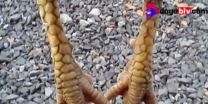 Gà chân lông vảy loạn có dễ nuôi, dễ chăm sóc hay không? 1 Gà chân lông vảy loạn có dễ nuôi, dễ chăm sóc hay không? Tổng quan vài nét về Gà chân lông vảy loạn