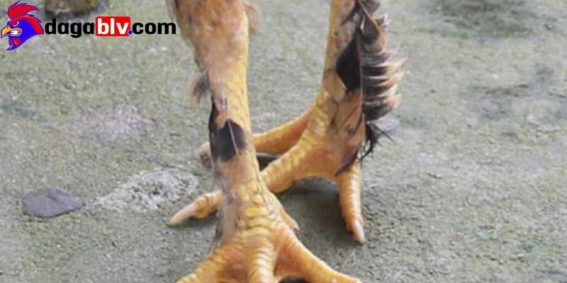 Gà chân lông vảy loạn có dễ nuôi, dễ chăm sóc hay không? 3 Gà chân lông vảy loạn có dễ nuôi, dễ chăm sóc hay không? Các giống Gà chân lông vảy loạn