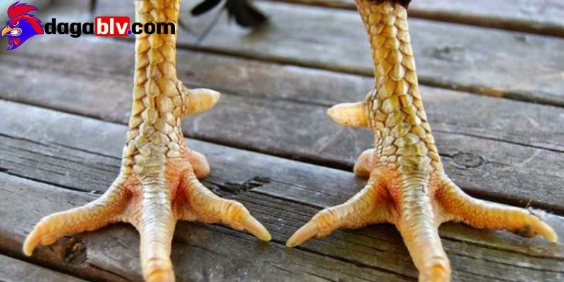Đặc điểm ưu tú của gà chân lông vảy loạn