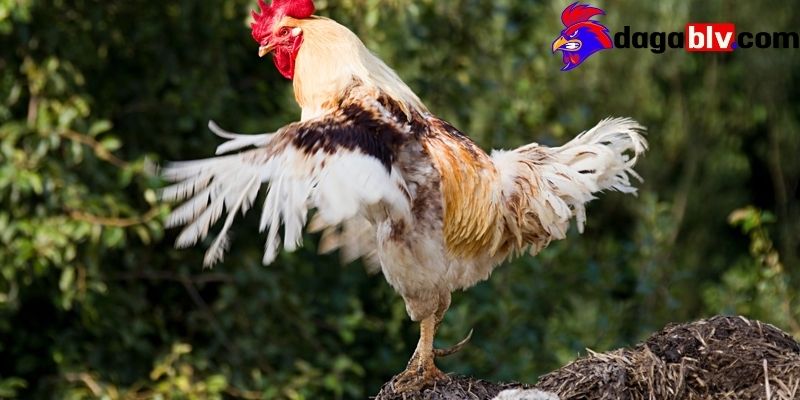 Lưu ý quan trọng khi chăm sóc gà đá bị gãy cánh