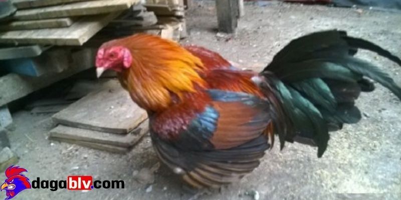 Gà đá bị gãy cánh - Cách chăm sóc khi gà cưng bị gãy cánh 4 Gà đá bị gãy cánh - Cách chăm sóc khi gà cưng bị gãy cánh Cách chăm sóc khi gà đá bị gãy cánh