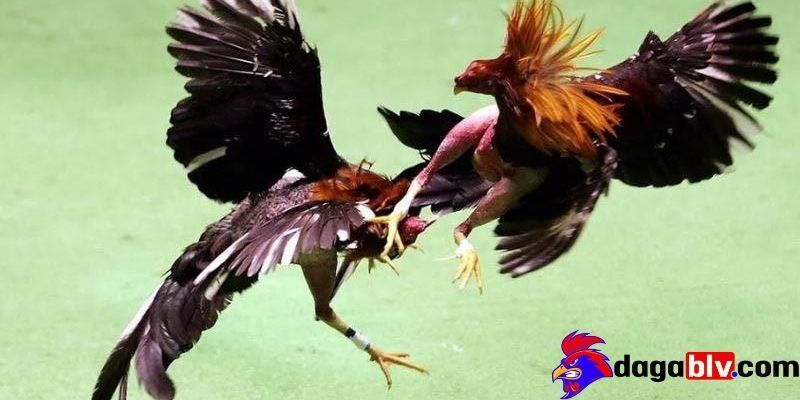 Gà đá bị gãy cánh - Cách chăm sóc khi gà cưng bị gãy cánh 2 Gà đá bị gãy cánh - Cách chăm sóc khi gà cưng bị gãy cánh Hướng dẫn xử lý khi Gà đá bị gãy cánh