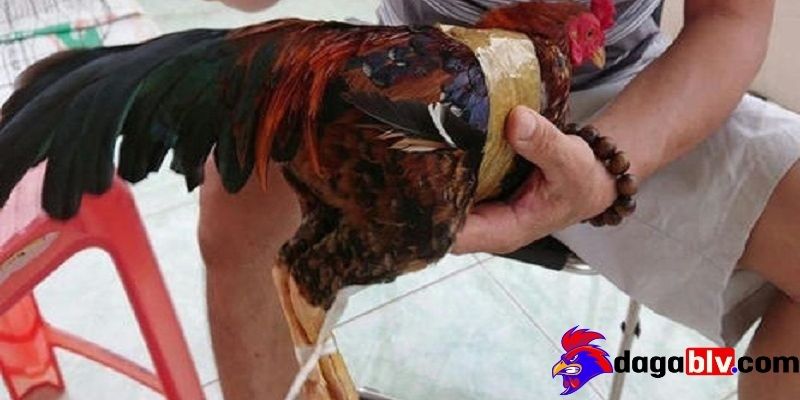 Gà đá bị gãy cánh - Cách chăm sóc khi gà cưng bị gãy cánh 3 Gà đá bị gãy cánh - Cách chăm sóc khi gà cưng bị gãy cánh Đưa gà đến bác sĩ thú y và chăm sóc sau phẫu thuật