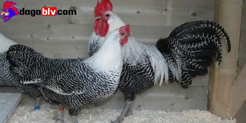 Cung cấp trứng & làm thú cưng