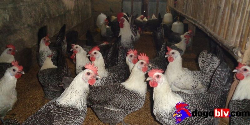 Gà Fayoumi - Đặc điểm nổi bật của giống gà độc lạ 2 Gà Fayoumi - Đặc điểm nổi bật của giống gà độc lạ Đặc điểm vốn có của Gà Fayoumi