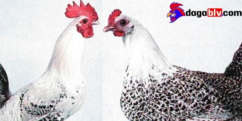 Gà Fayoumi - Đặc điểm nổi bật của giống gà độc lạ 3 Gà Fayoumi - Đặc điểm nổi bật của giống gà độc lạ Các giống Gà Fayoumi phổ biến