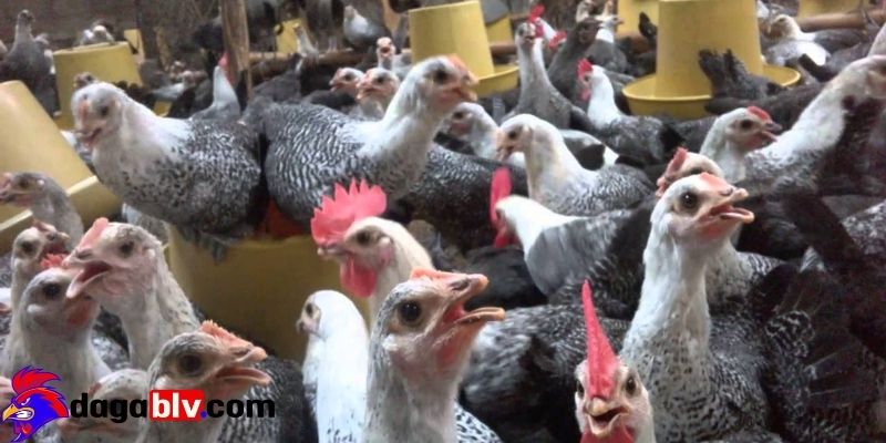 Gà Fayoumi - Đặc điểm nổi bật của giống gà độc lạ 1 Gà Fayoumi - Đặc điểm nổi bật của giống gà độc lạ Tổng quan đôi nét về Gà Fayoumi