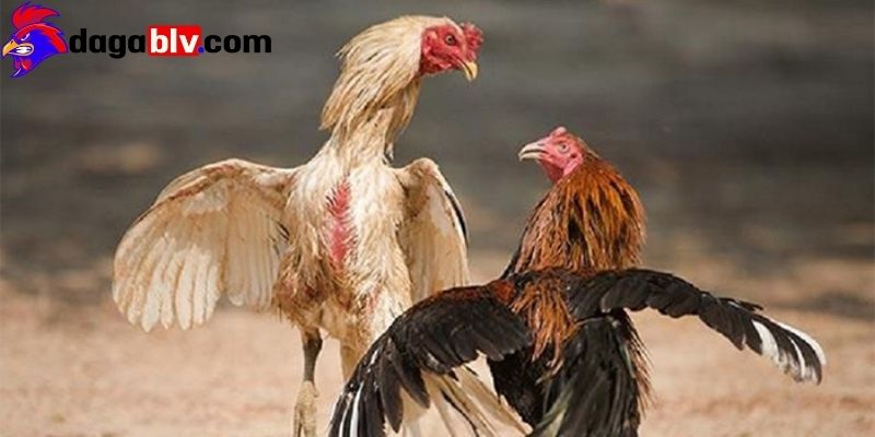 Thay đổi thức ăn, chế độ dinh dưỡng cho gà