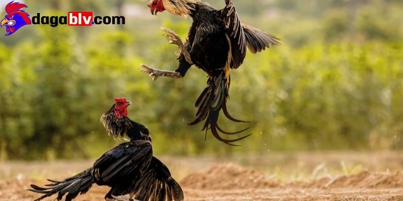 Cặp đôi không hòa hợp
