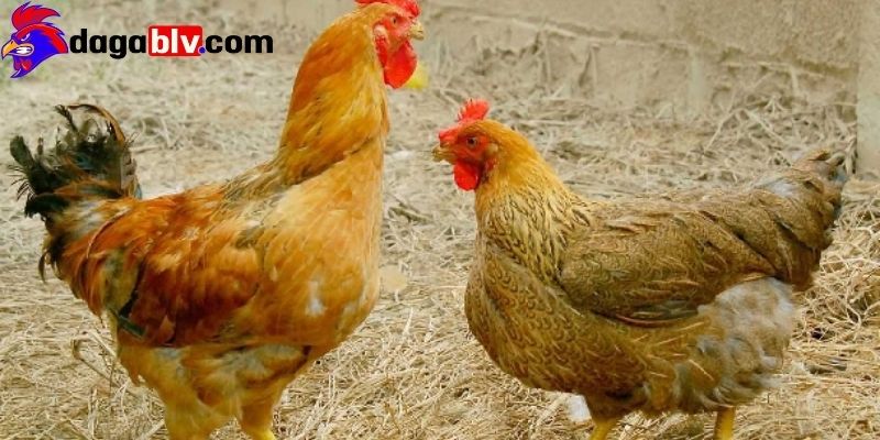 Nguyên nhân dẫn đến gà cắn mổ lông nhau