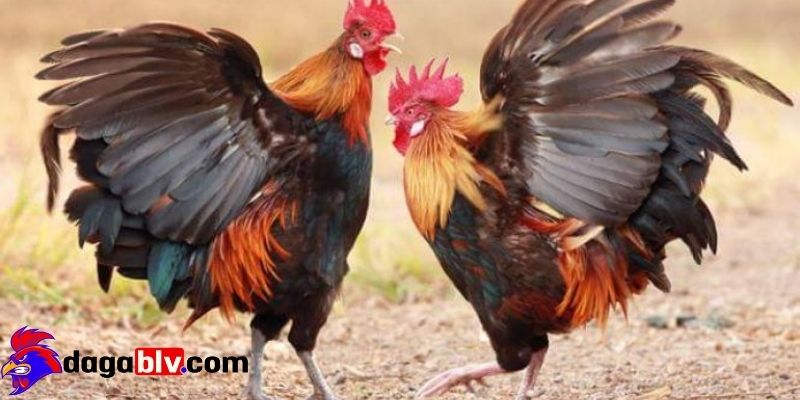 Phương pháp khắc phục gà mổ lông nhau