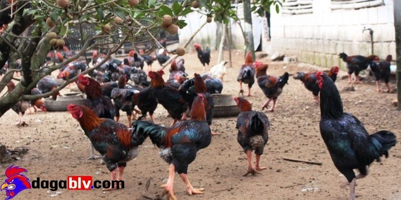 Gà móng cổ - Giống gà đặc biệt được nhiều người ưa chuộng 5 Gà móng cổ - Giống gà đặc biệt được nhiều người ưa chuộng Tại sao giống gà móng cổ được ưa chuộng?