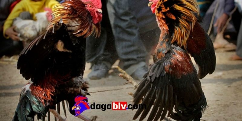 Gà móng cổ - Giống gà đặc biệt được nhiều người ưa chuộng 4 Gà móng cổ - Giống gà đặc biệt được nhiều người ưa chuộng Điểm nổi trội của dòng móng cổ