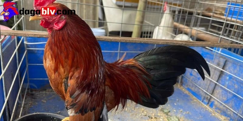 Gà móng cổ - Giống gà đặc biệt được nhiều người ưa chuộng 2 Gà móng cổ - Giống gà đặc biệt được nhiều người ưa chuộng Một số điểm nhận biết gà móng cổ