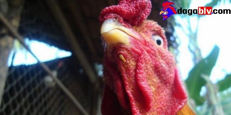 Gà móng cổ - Giống gà đặc biệt được nhiều người ưa chuộng 1 Gà móng cổ - Giống gà đặc biệt được nhiều người ưa chuộng Thông tin chung về gà móng cổ
