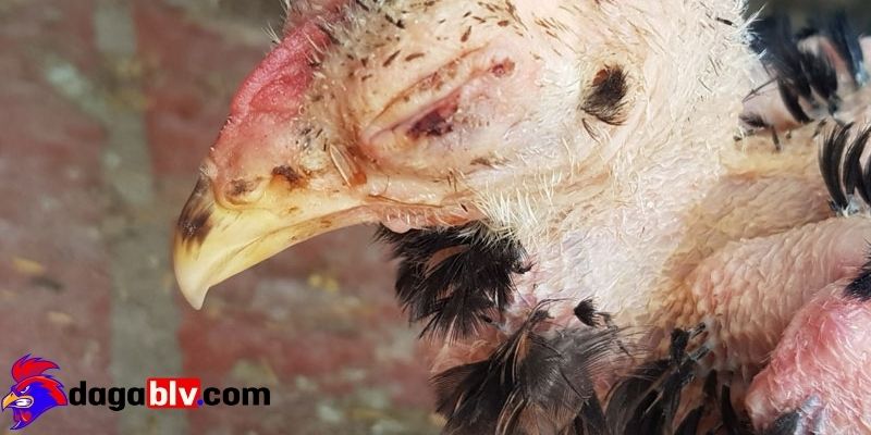 Gà rụt cổ mắt lim dim là gì? 