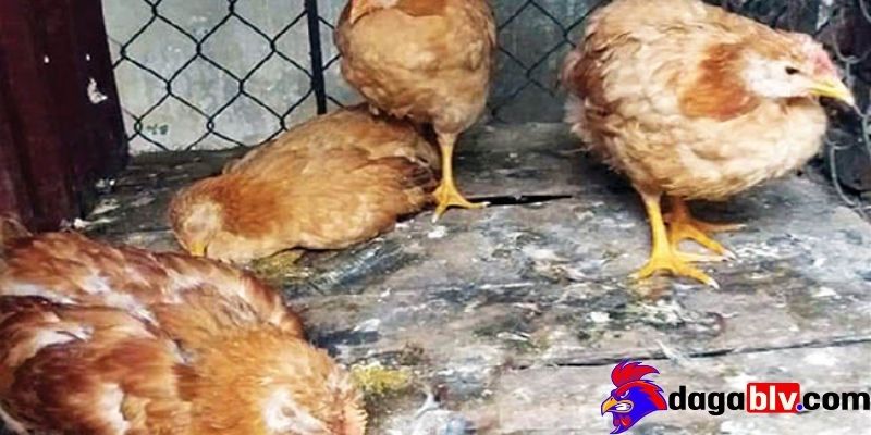 Cách phòng ngừa bệnh gà rụt cổ mắt lim dim