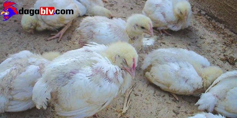 Những nguyên nhân dẫn đến gà bị rụt cổ mắt lim dim 