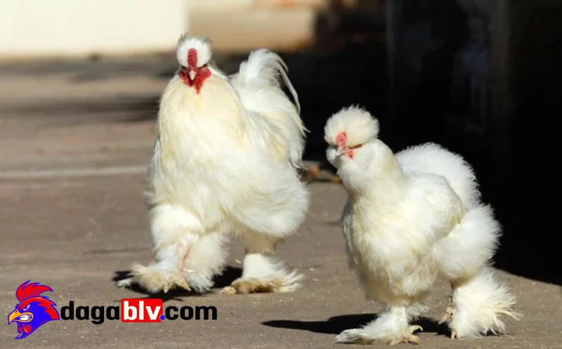Lưu ý đặc biệt khi nuôi Gà Silkie