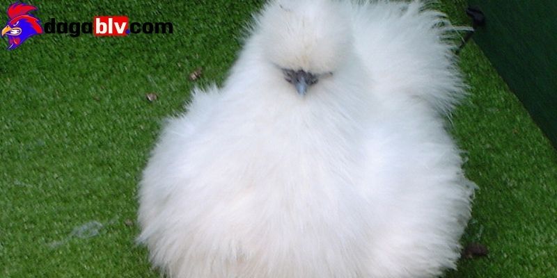 Giới thiệu chi tiết về Gà Silkie