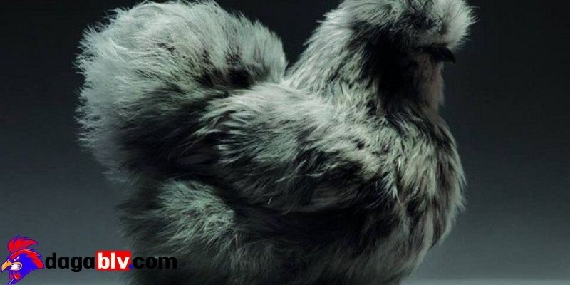 Các giống Gà Silkie phổ biến 