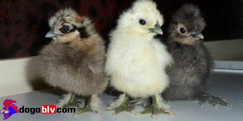 Cách chăm sóc Gà Silkie đặc biệt