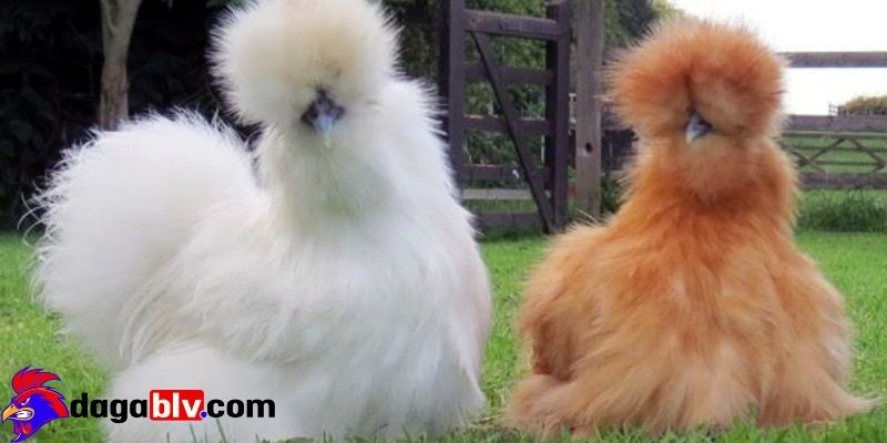 Trọng lượng và tính cách của Silkie