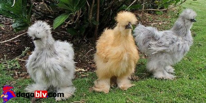 Đặc điểm chi tiết của Gà Silkie