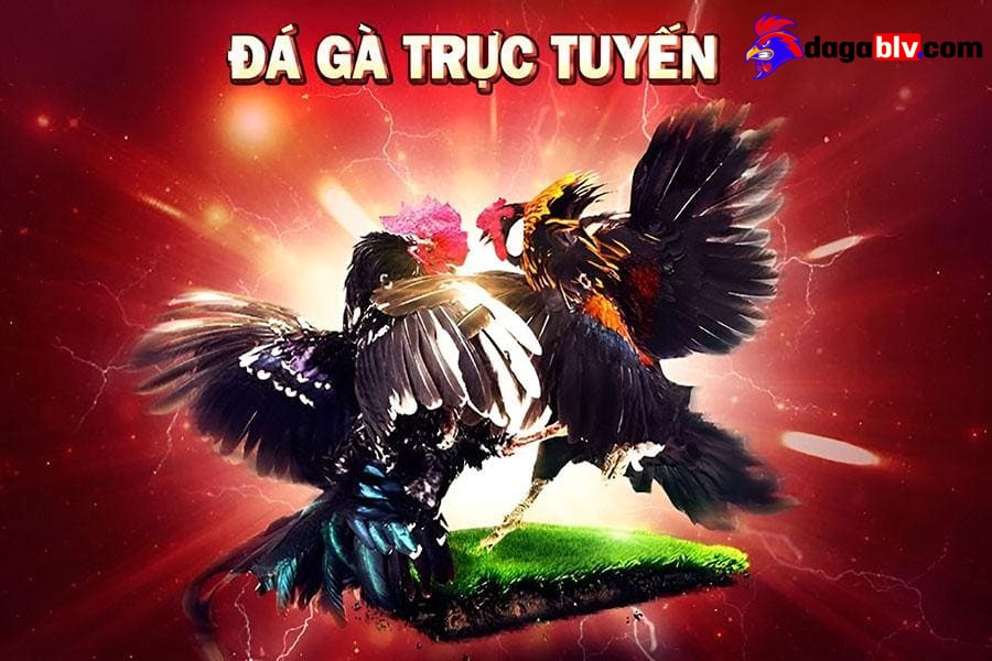 Đá gà trực tiếp casino