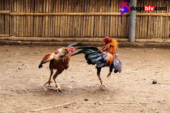 Đá gà trực tiếp cựa dao