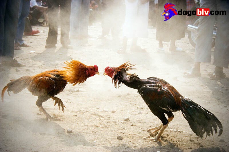 Ưu điểm khi xem trực tiếp đá gà tại DAGABLV