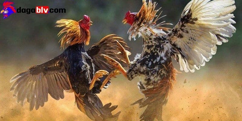 Một số bí quyết nên biết trong cách đá gà mạng luôn thắng