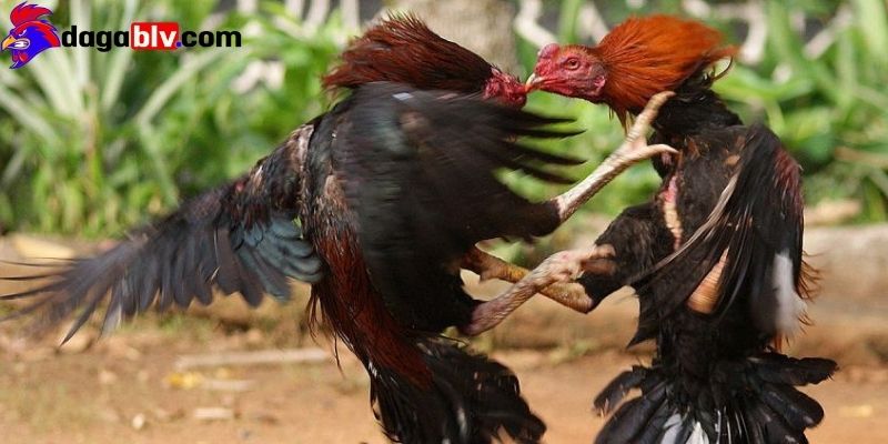 Nguyên nhân chơi đá gà mạng luôn thua