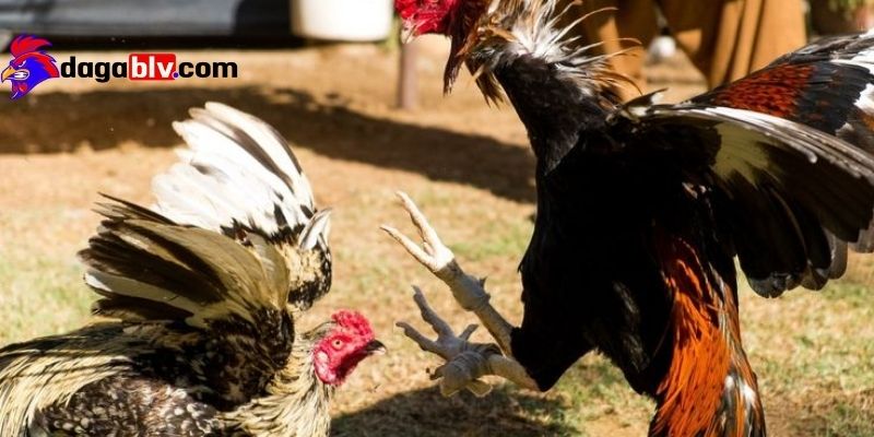 Tìm hiểu thông tin cụ thể về gà chiến