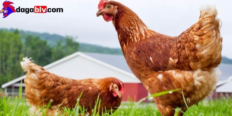 Gà mái có mào không? Chia sẻ kinh nghiệm phân biệt gà mái có mào nên biết 2 Gà mái có mào không? Chia sẻ kinh nghiệm phân biệt gà mái có mào nên biết Nên chọn gà trống để đá gà trực tiếp