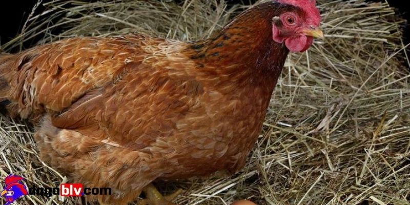 Gà mái có mào không? Chia sẻ kinh nghiệm phân biệt gà mái có mào nên biết 6 Gà mái có mào không? Chia sẻ kinh nghiệm phân biệt gà mái có mào nên biết Gà mái có mào không dựa trên bộ lông