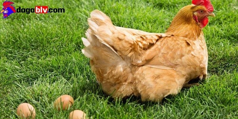 Gà mái có mào không? Chia sẻ kinh nghiệm phân biệt gà mái có mào nên biết 3 Gà mái có mào không? Chia sẻ kinh nghiệm phân biệt gà mái có mào nên biết Chọn giống mái để sản xuất trứng