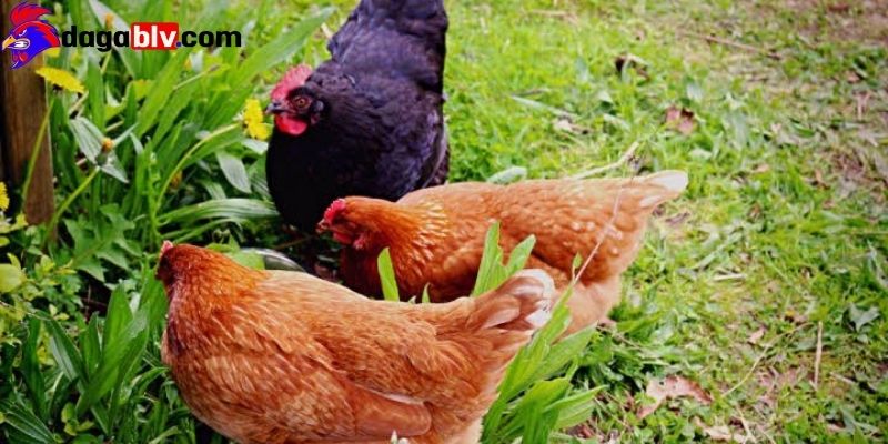 Gà mái có mào không? Chia sẻ kinh nghiệm phân biệt gà mái có mào nên biết 4 Gà mái có mào không? Chia sẻ kinh nghiệm phân biệt gà mái có mào nên biết Gà mái có mào không dựa trên mào gà