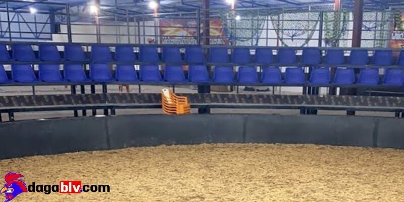 Quy định ghép gà phổ biến tại trường gà