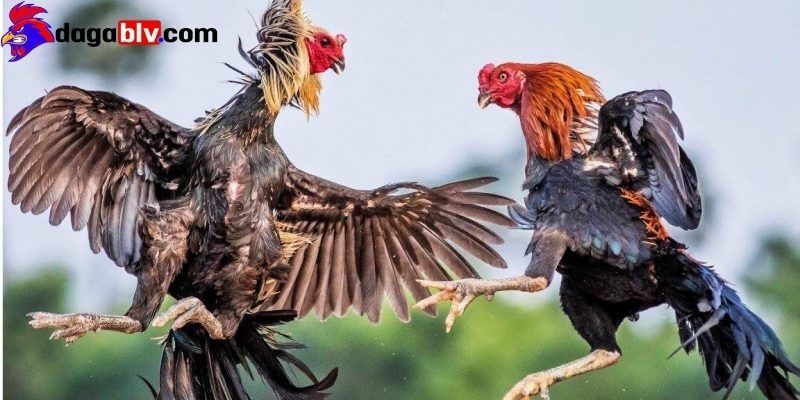 Sắp đặt kết quả của cuộc chiến gà đá