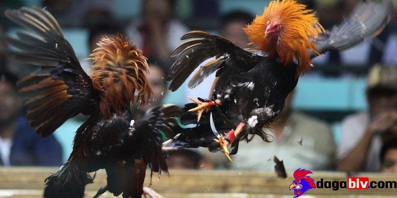 Tại sao đá gà trên mạng luôn thua và những điều nên biết dành cho người mới 3 Tại sao đá gà trên mạng luôn thua và những điều nên biết dành cho người mới Kê thủ không may mắn